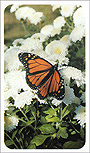 Monarch Butterfly