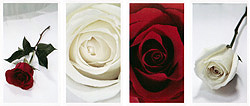 4-card Set memorial Print-image